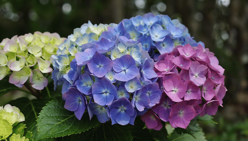 14 Wedding Flowers That Will Make Your Big Day Bloom with Beauty 6 Frames image of wedding Hydrangeas s vivid a 2 2345626809