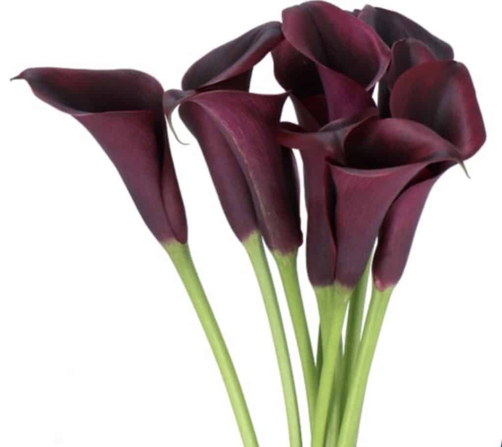 14 Wedding Flowers That Will Make Your Big Day Bloom with Beauty 8 calla