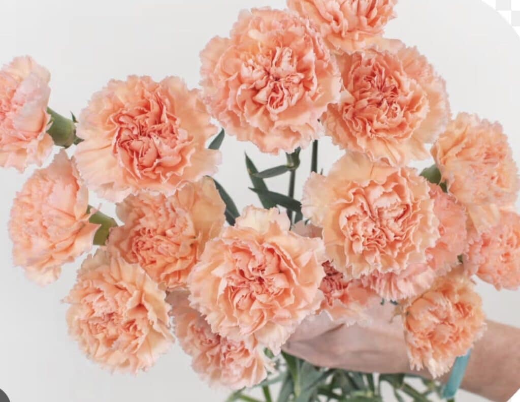 14 Wedding Flowers That Will Make Your Big Day Bloom with Beauty 14 carnations