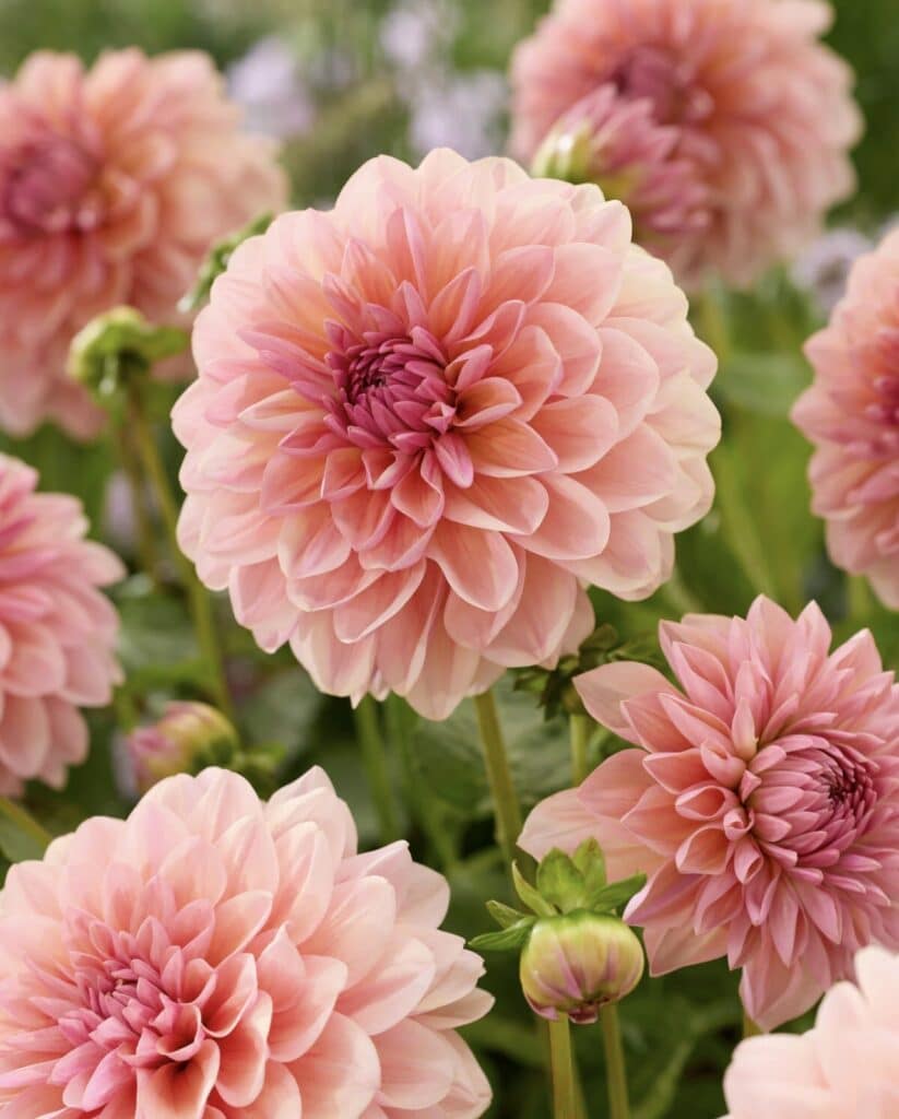 14 Wedding Flowers That Will Make Your Big Day Bloom with Beauty 13 dahlia