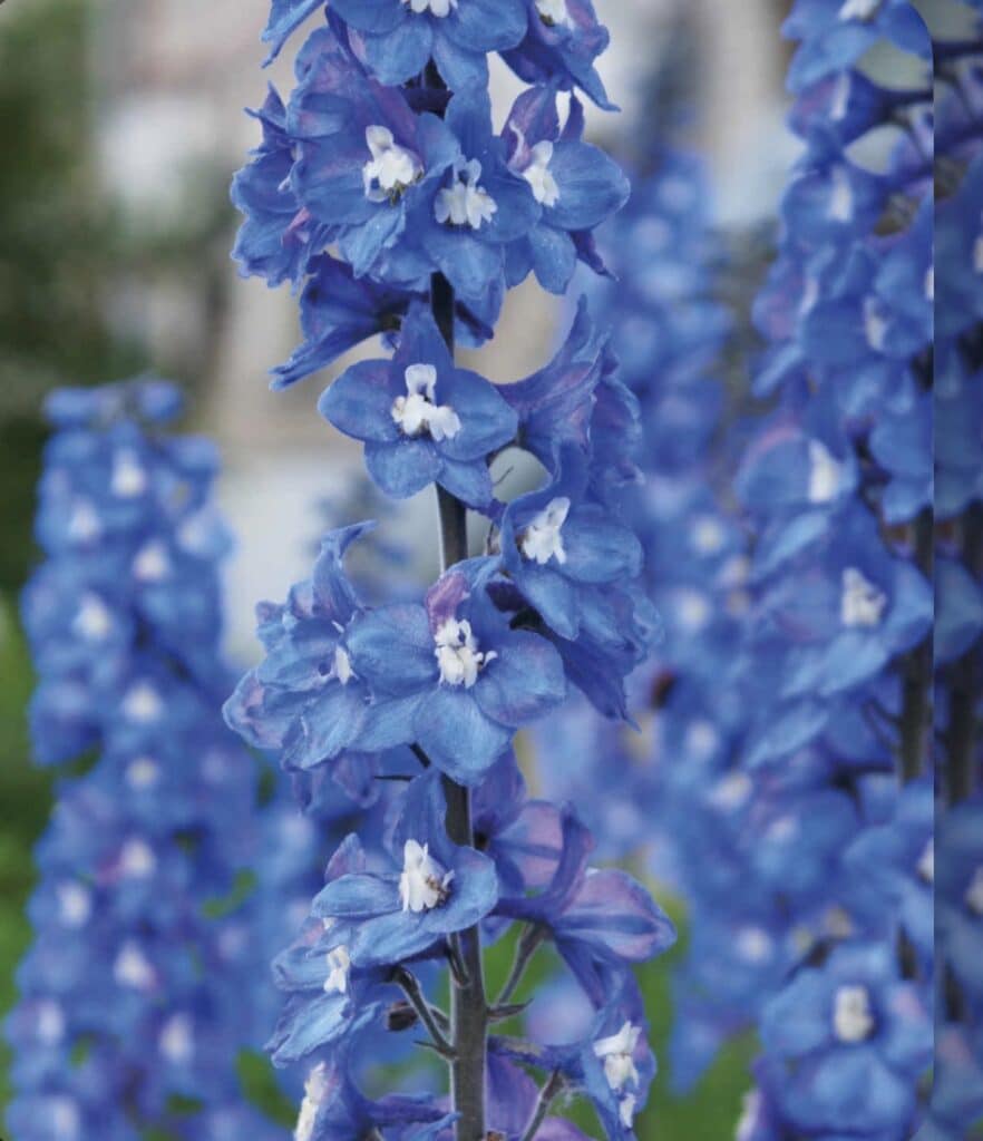 14 Wedding Flowers That Will Make Your Big Day Bloom with Beauty 16 delphiniums