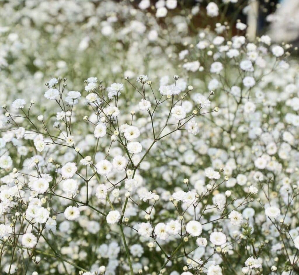 14 Wedding Flowers That Will Make Your Big Day Bloom with Beauty 15 gyp