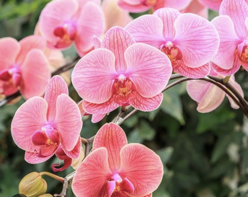 14 Wedding Flowers That Will Make Your Big Day Bloom with Beauty 7 orchid