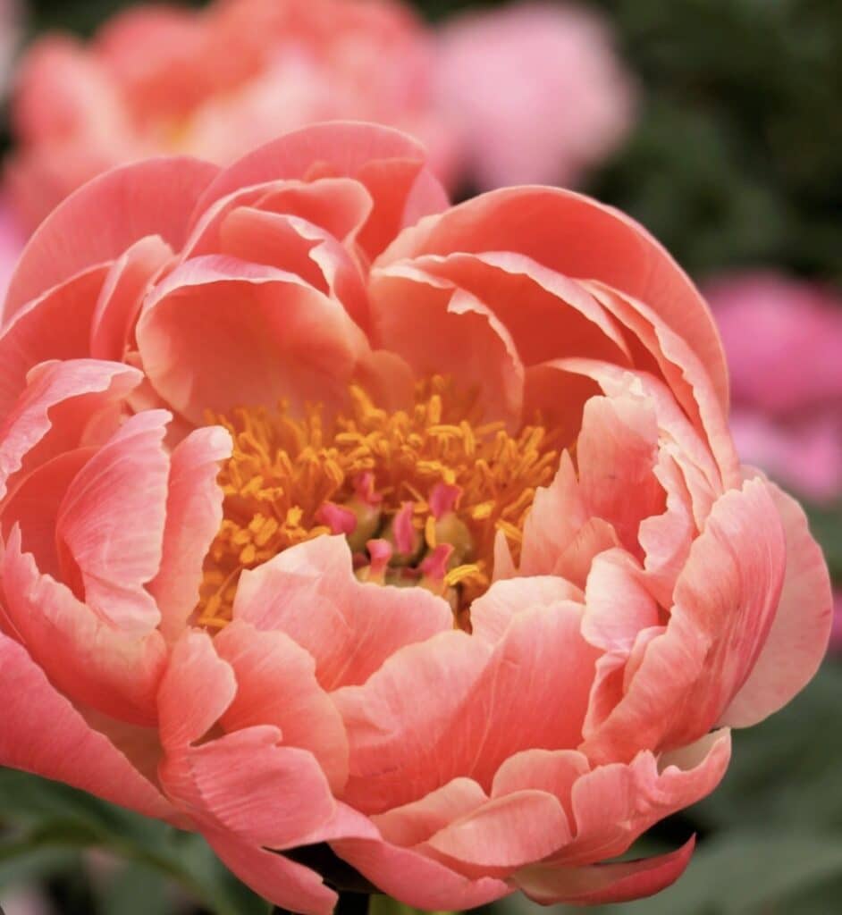 14 Wedding Flowers That Will Make Your Big Day Bloom with Beauty 4 peony