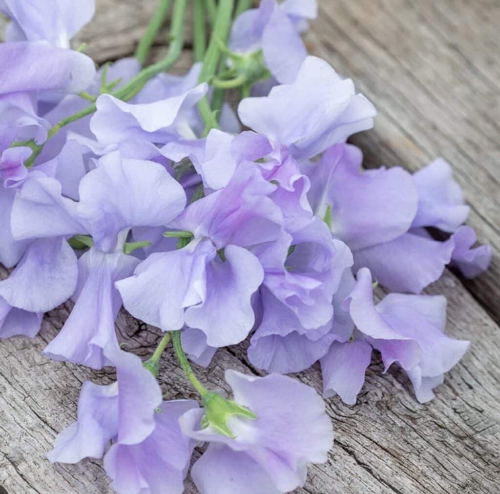 14 Wedding Flowers That Will Make Your Big Day Bloom with Beauty 11 sweet pea